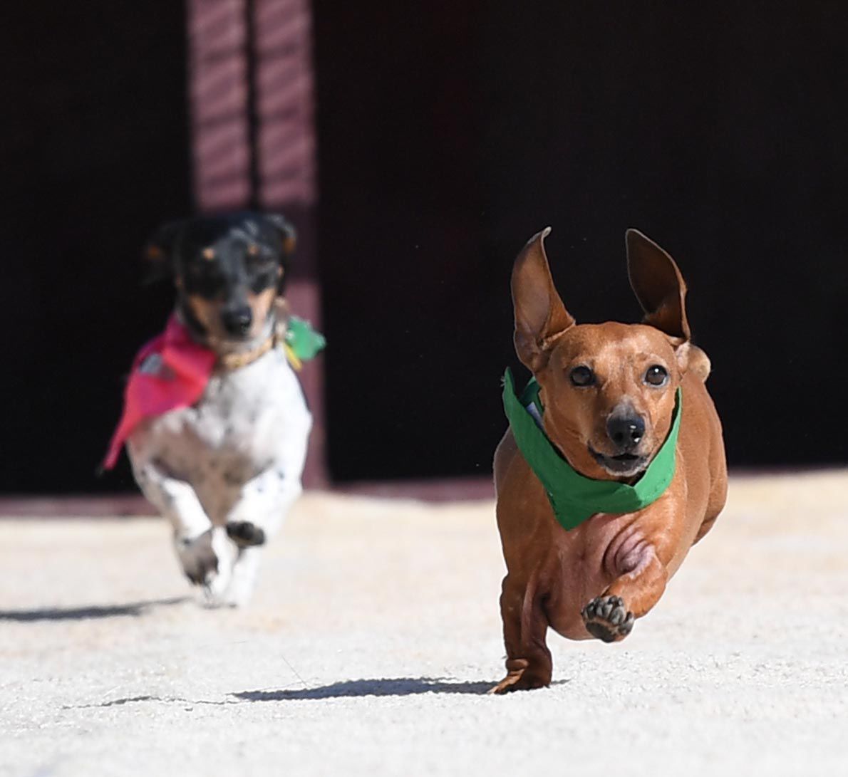 Weiner Fest 2017 26.jpg